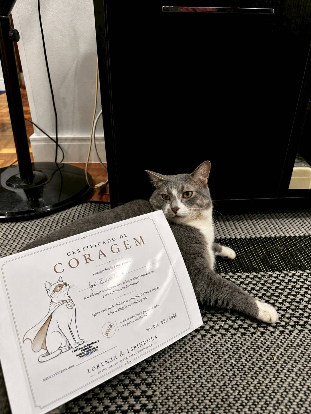 Gato cinza deitado no tapete ao lado do seu Certificado de Coragem pela vacinação
