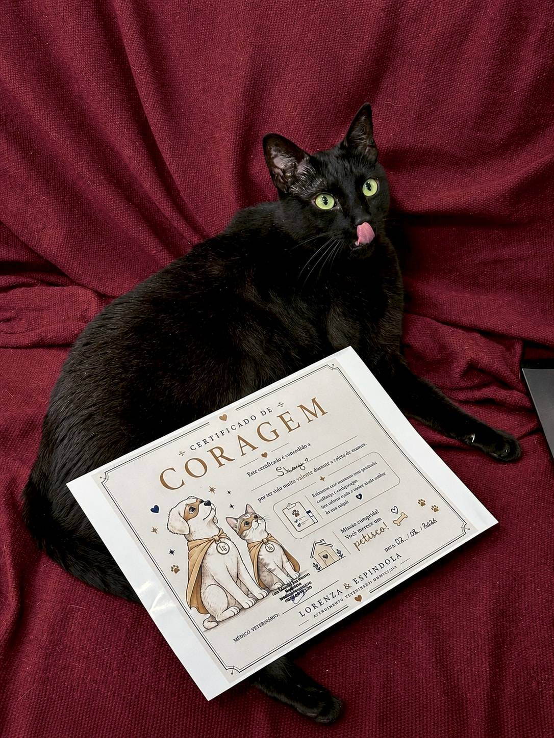 Gato preto lambendo o focinho sobre um tecido vermelho, ao lado do seu Certificado de Coragem pela coleta de exames