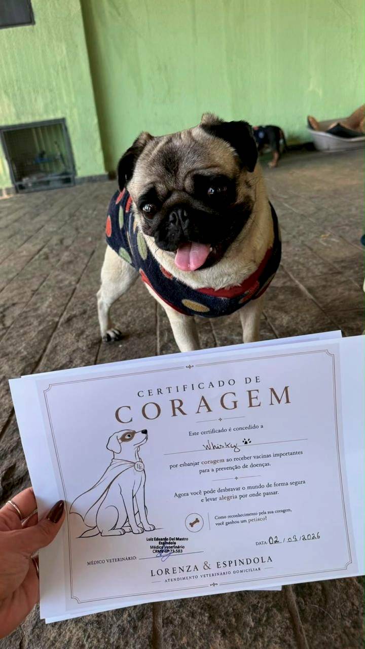 Pug de roupa estampada, com a língua para fora, atrás do seu Certificado de Coragem pela vacinação